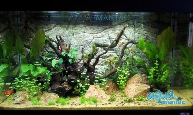 Fluval Vicenza 260 thin grey rock background 117x52 cm 2 sections