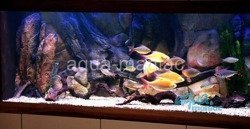 3D Amazon Background 148x56cm 2 sekcje section to fit 5 foot by 2 foot tanks